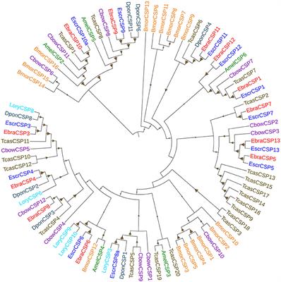 Comparison and Functional Analysis of Chemosensory Protein Genes From Eucryptorrhynchus scrobiculatus Motschulsky and Eucryptorrhynchus brandti Harold